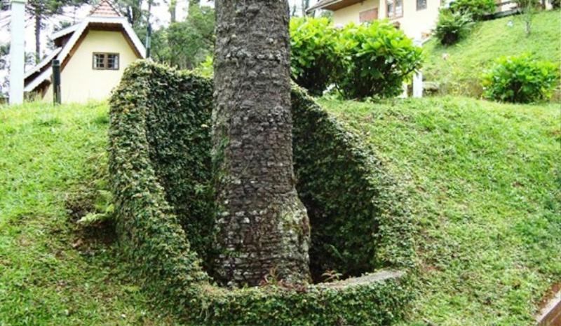 Suiço De *